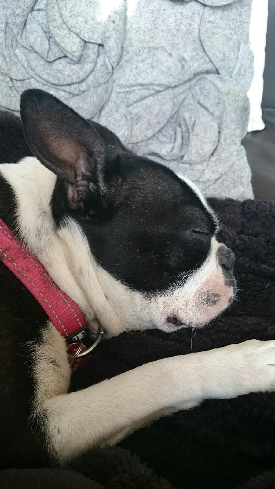 Boston terrier Divadogs Bera Banana billede 9