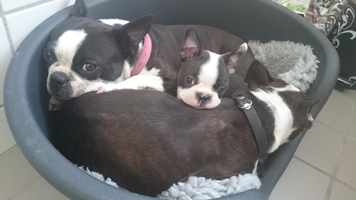 Boston terrier Divadogs Bera Banana billede 10