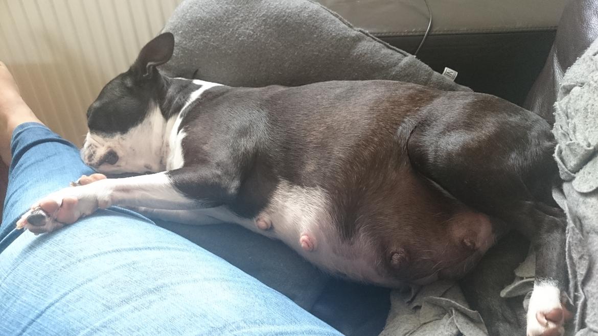 Boston terrier Divadogs Bera Banana billede 12