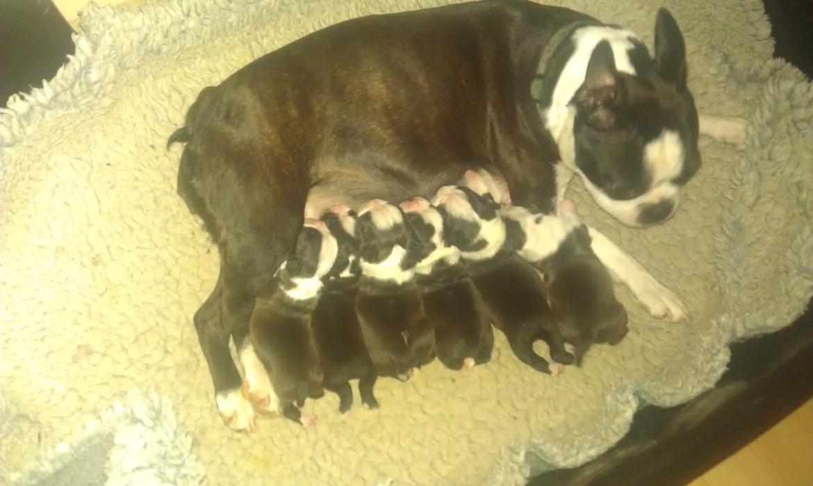 Boston terrier Divadogs Bera Banana billede 13