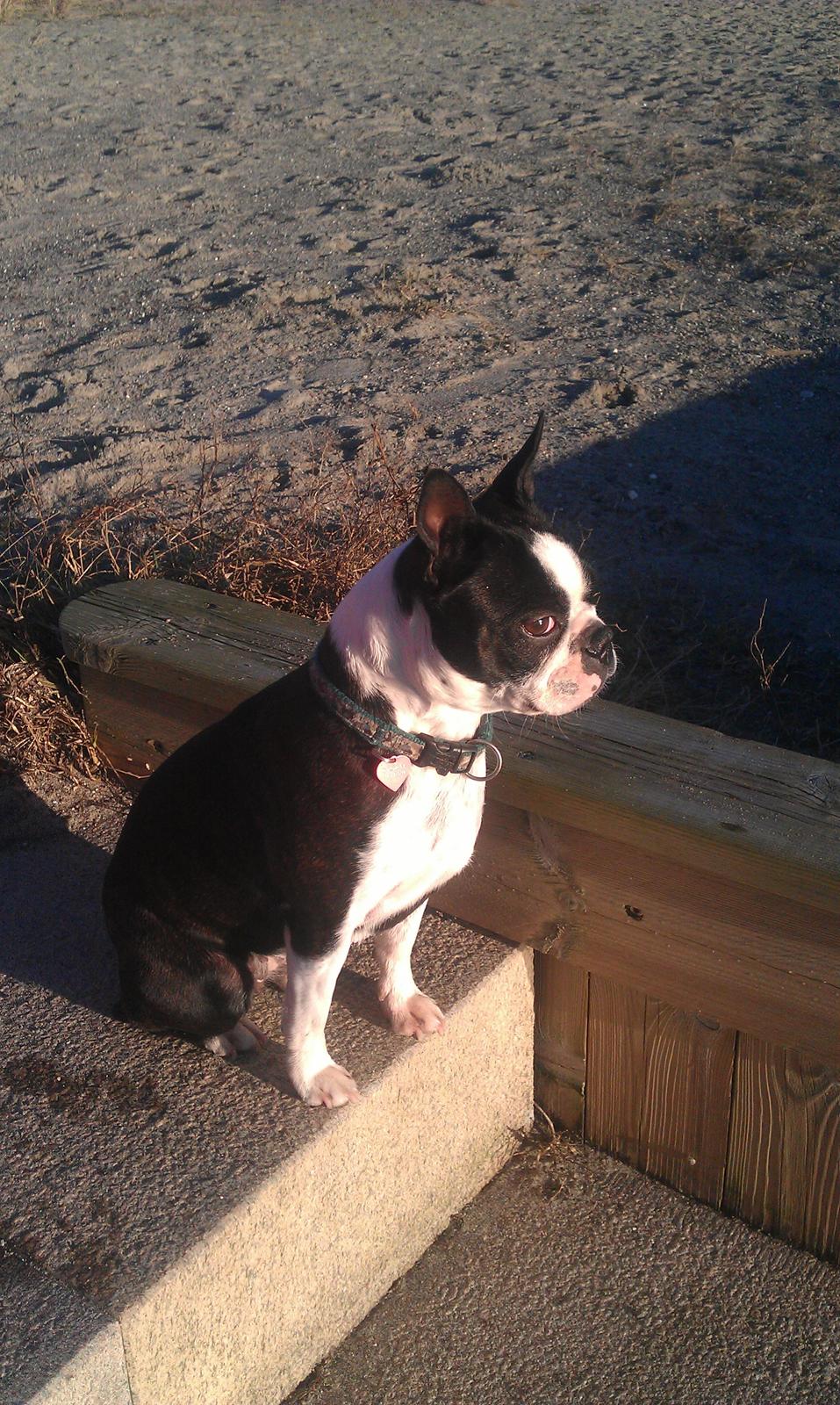 Boston terrier Divadogs Bera Banana billede 14