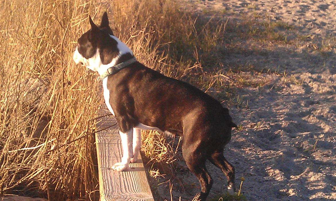 Boston terrier Divadogs Bera Banana billede 15