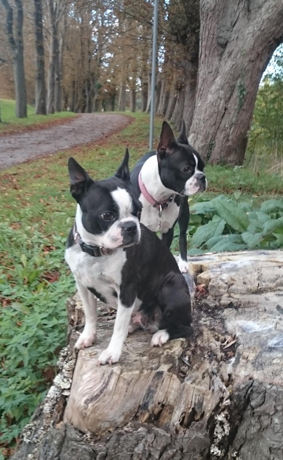 Boston terrier Divadogs Bera Banana billede 16