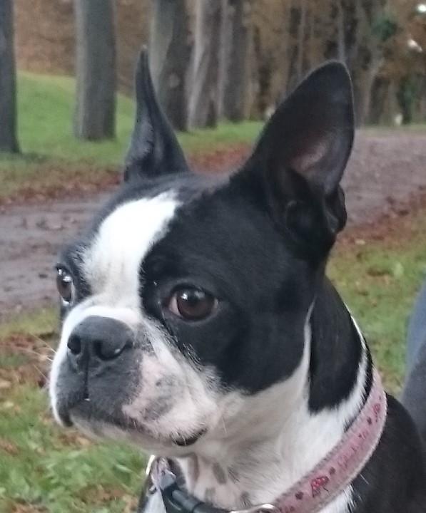 Boston terrier Divadogs Bera Banana billede 17