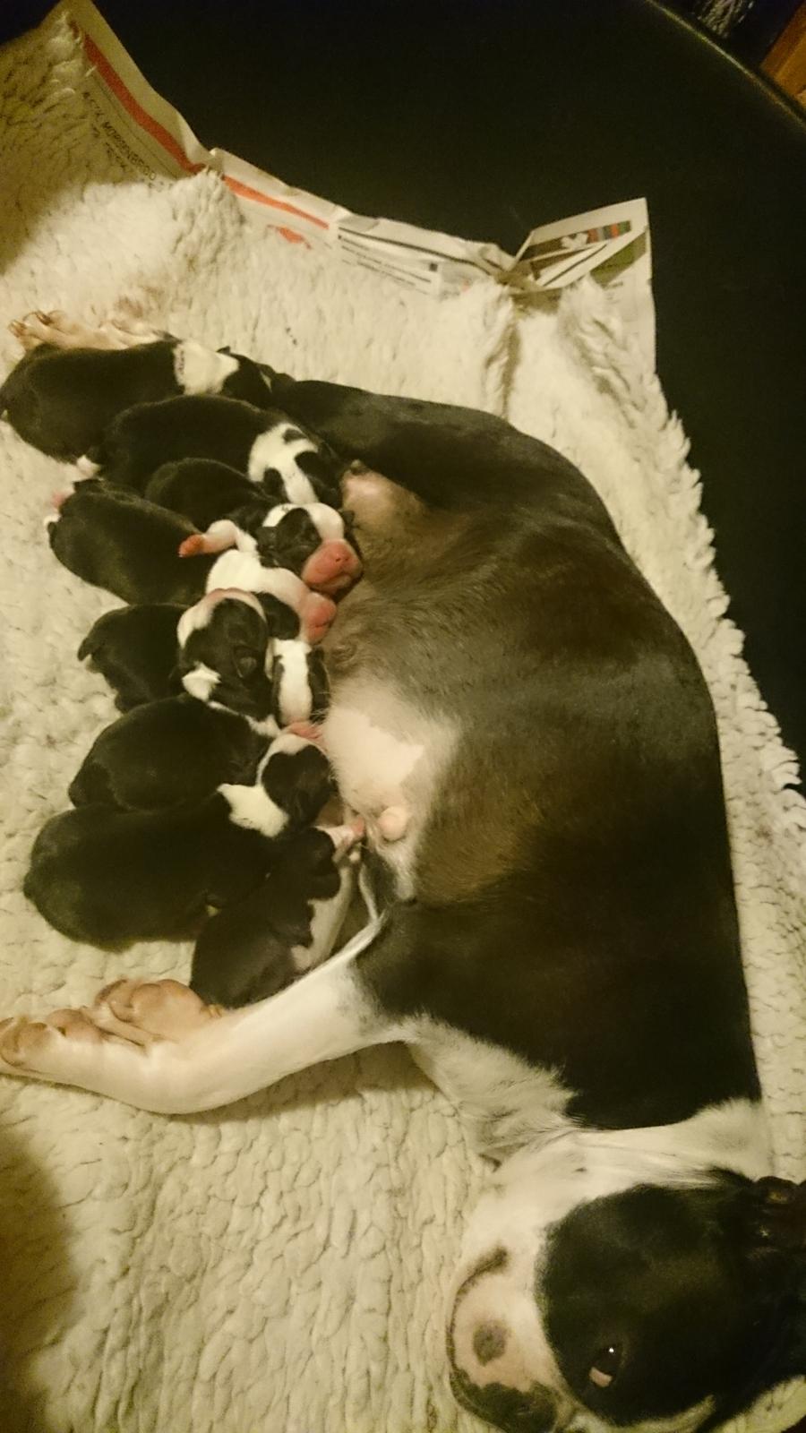 Boston terrier Rieckholms Fanta Fantastic billede 2