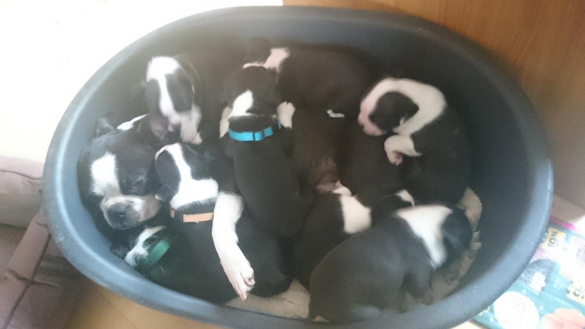 Boston terrier Rieckholms Fanta Fantastic billede 4