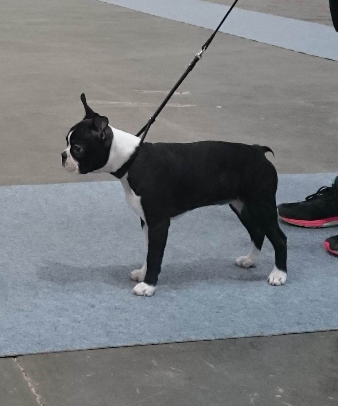 Boston terrier Rieckholms Fanta Fantastic billede 5