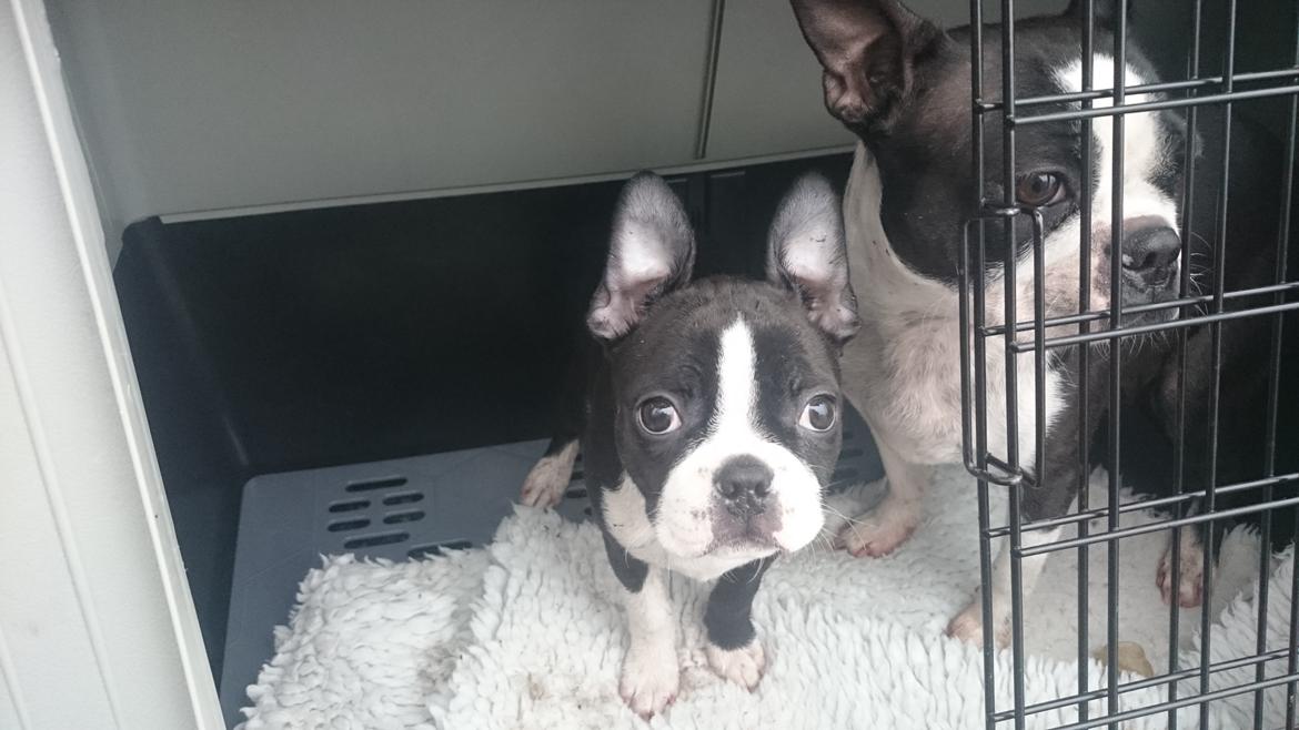Boston terrier Rieckholms Fanta Fantastic billede 6