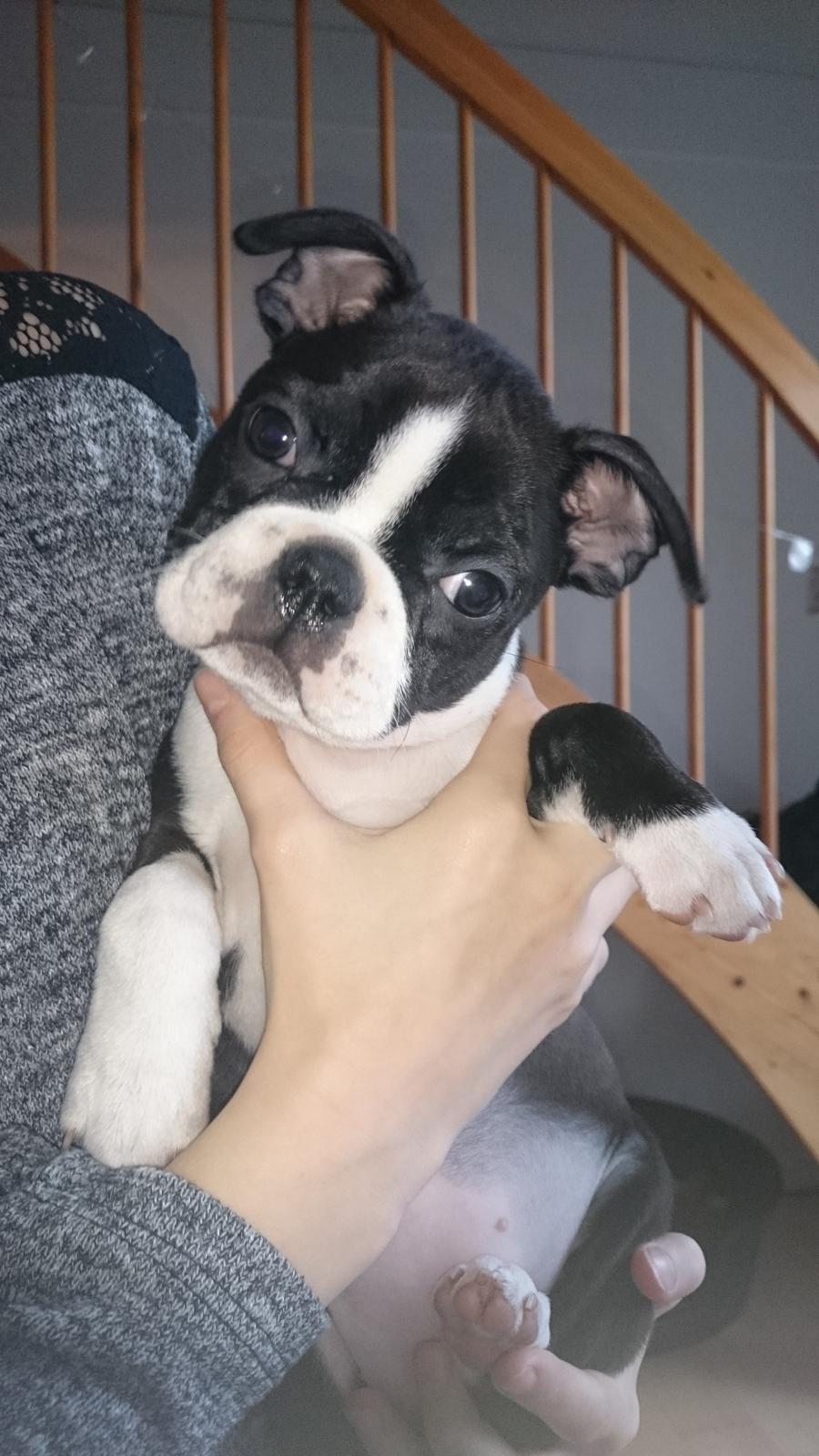 Boston terrier Rieckholms Fanta Fantastic billede 7