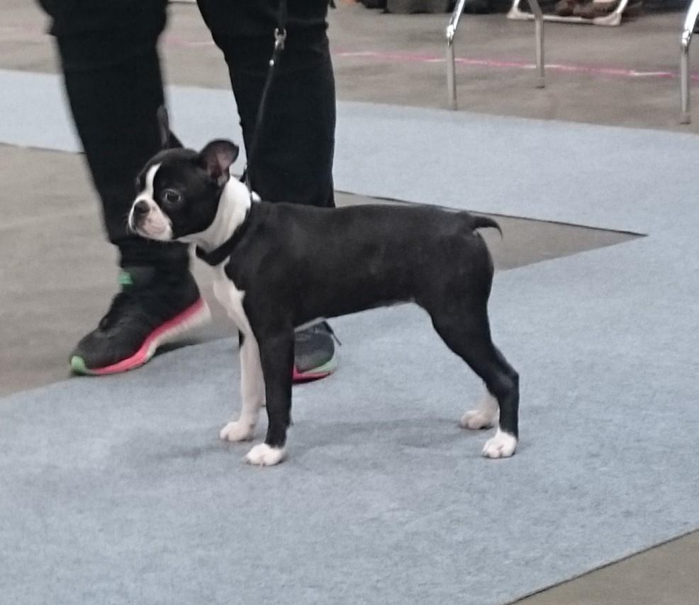 Boston terrier Rieckholms Fanta Fantastic billede 8
