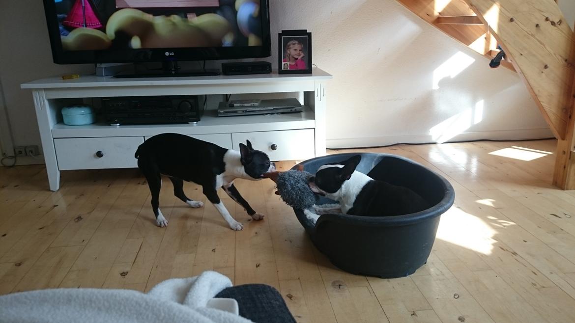 Boston terrier Rieckholms Fanta Fantastic billede 10