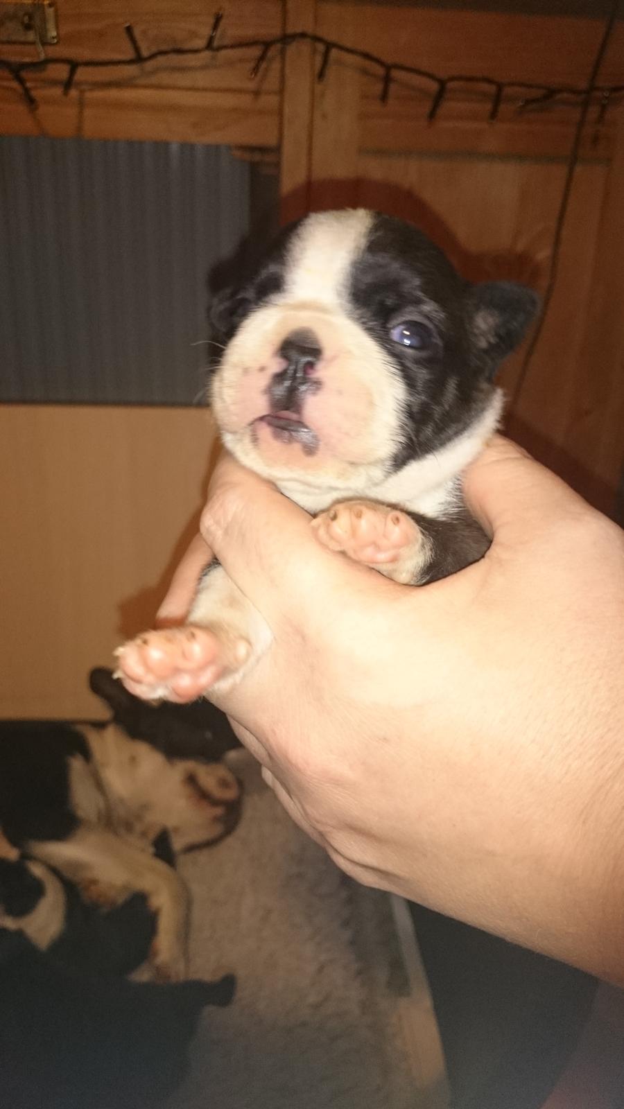 Boston terrier Rieckholms Fanta Fantastic billede 3