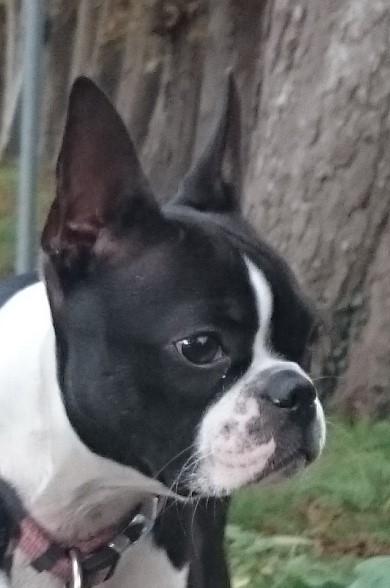 Boston terrier Rieckholms Fanta Fantastic billede 1