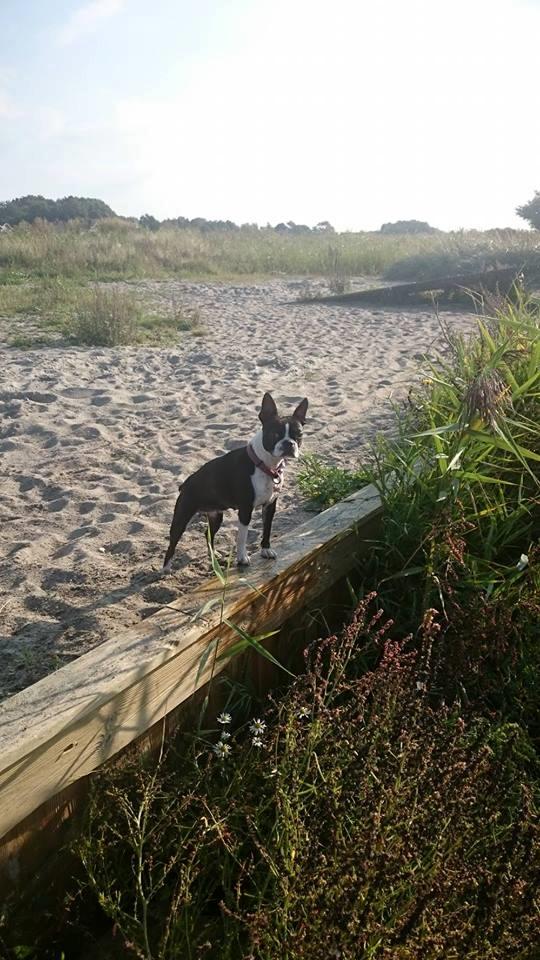 Boston terrier Rieckholms Fanta Fantastic billede 11
