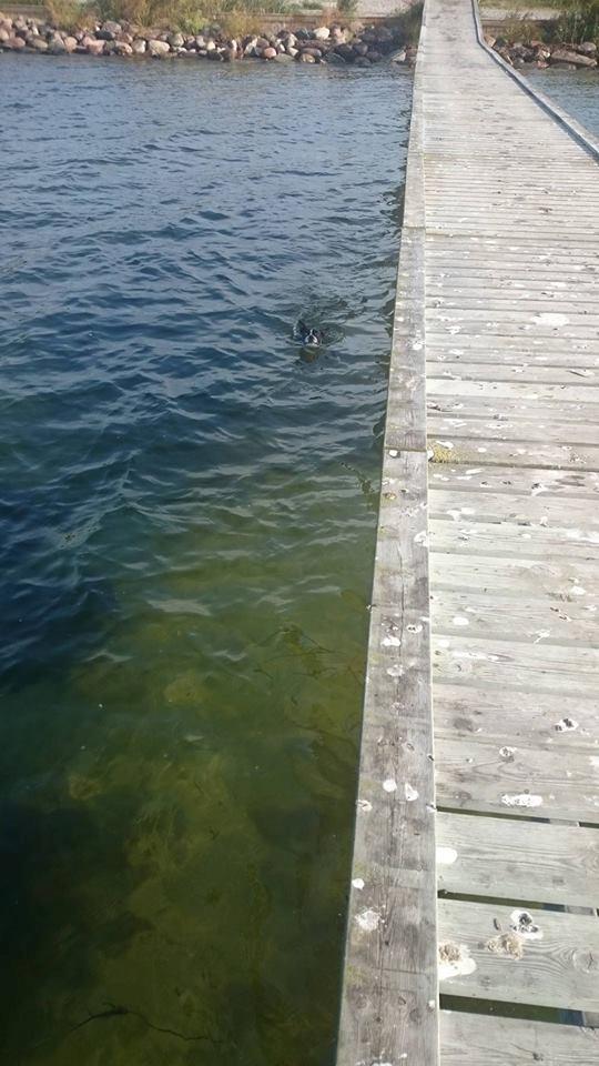 Boston terrier Rieckholms Fanta Fantastic billede 12