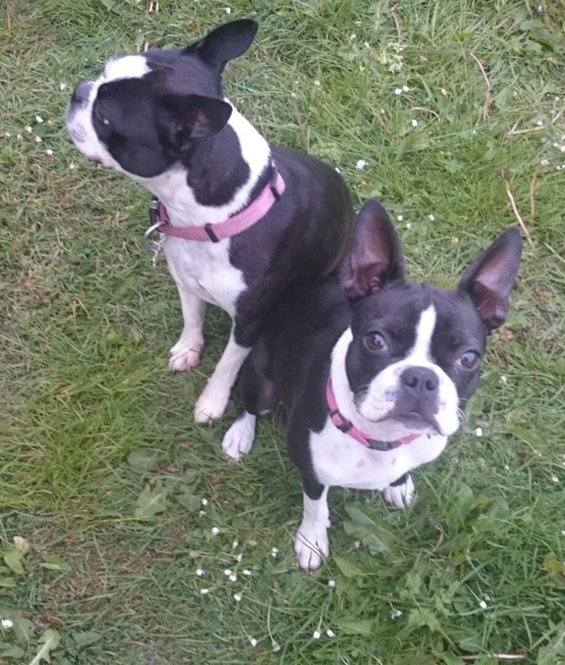 Boston terrier Rieckholms Fanta Fantastic billede 9