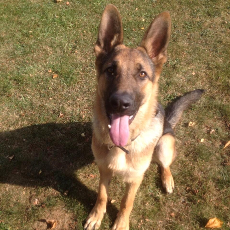 Schæferhund Milo billede 30