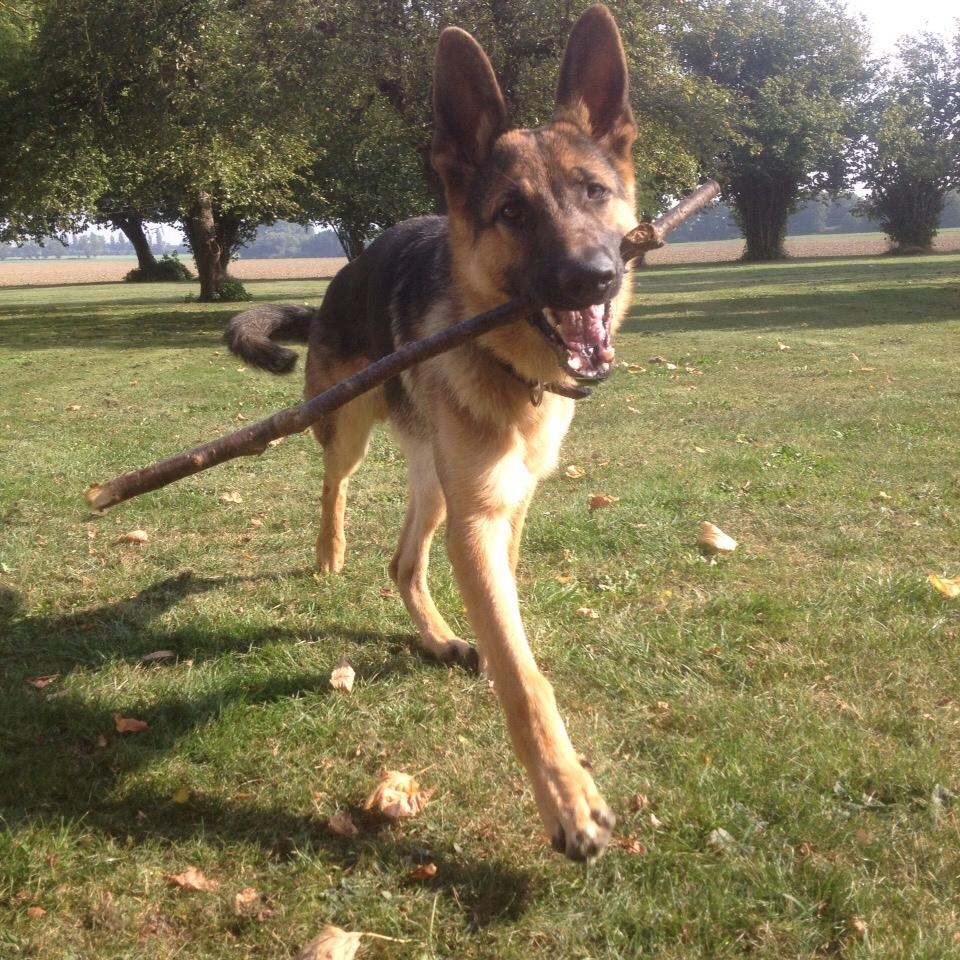 Schæferhund Milo billede 32