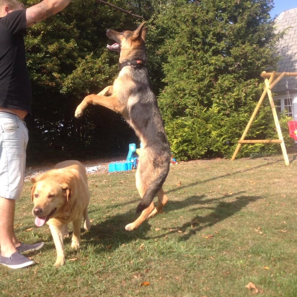 Schæferhund Milo billede 34