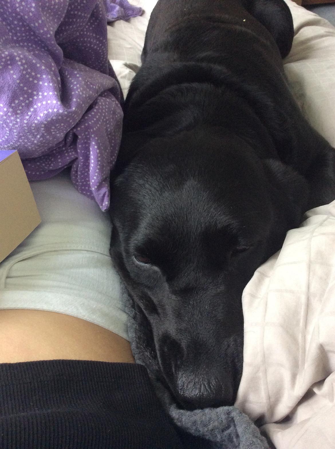 Labrador retriever Otto Albertsen billede 7
