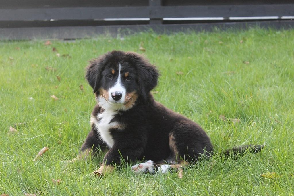 Berner sennenhund lillefix billede 26