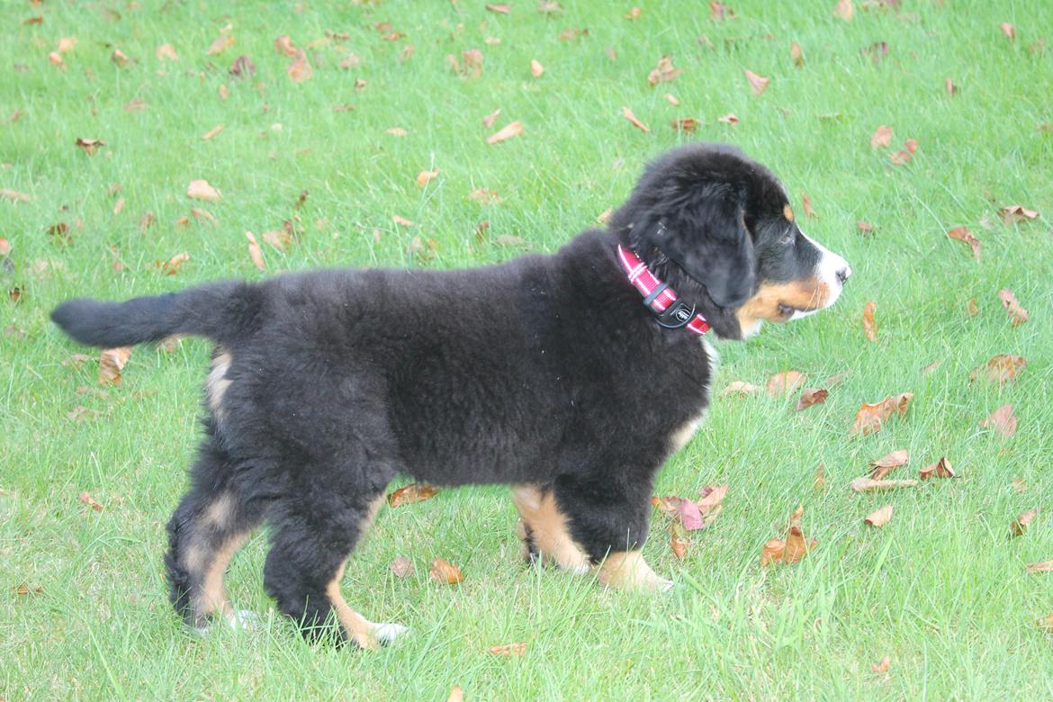 Berner sennenhund lillefix billede 31
