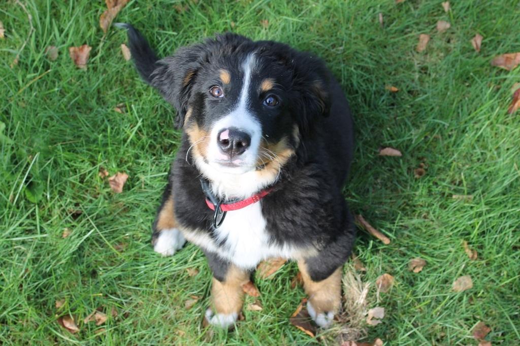 Berner sennenhund lillefix billede 32