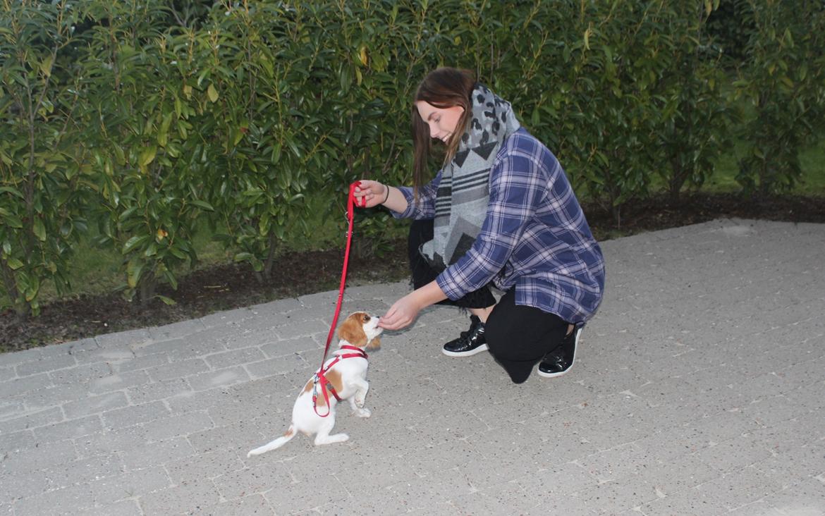 Cavalier king charles spaniel Zika - 7/10-16 - 13 uger billede 19