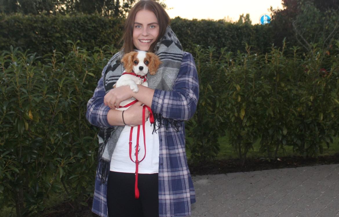 Cavalier king charles spaniel Zika - 7/10-16 - 13 uger billede 20