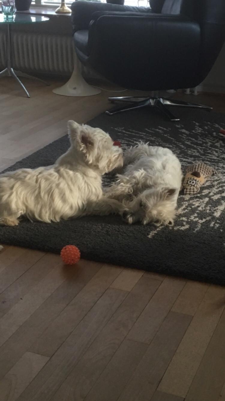 West highland white terrier la gry,s liv billede 10