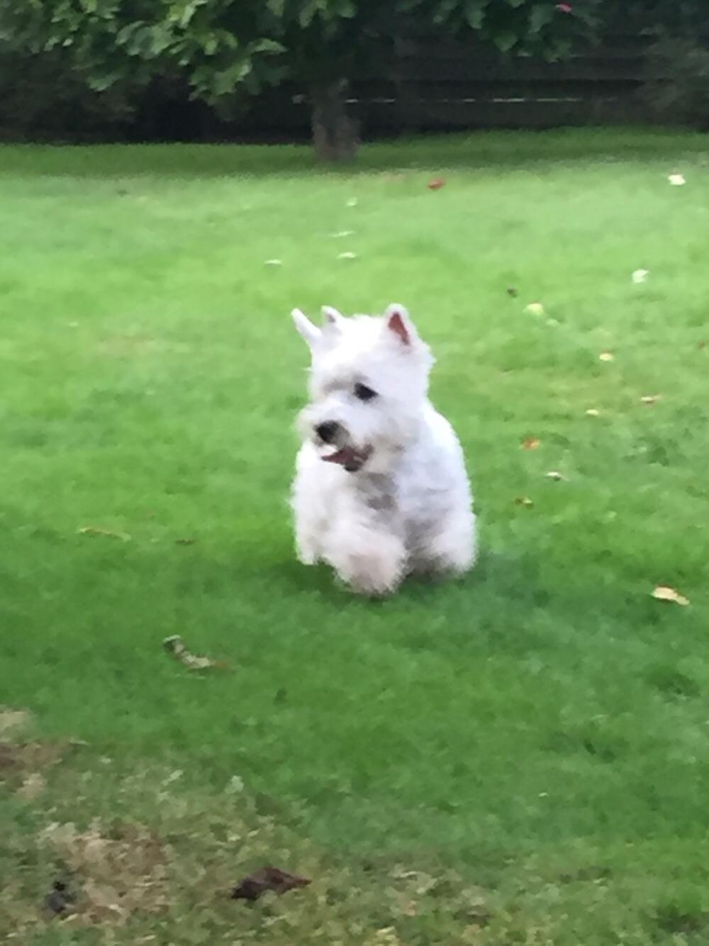 West highland white terrier la gry,s liv billede 11