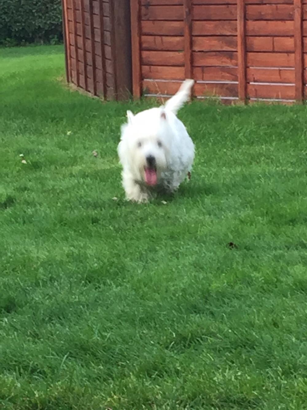 West highland white terrier la gry,s liv billede 13