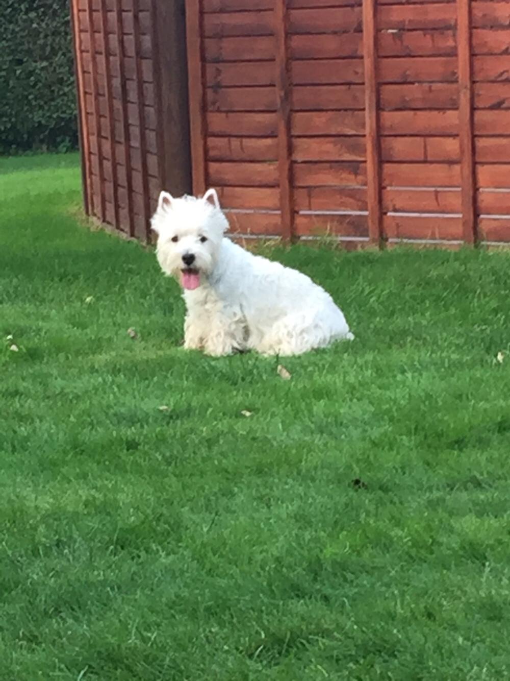West highland white terrier la gry,s liv billede 12