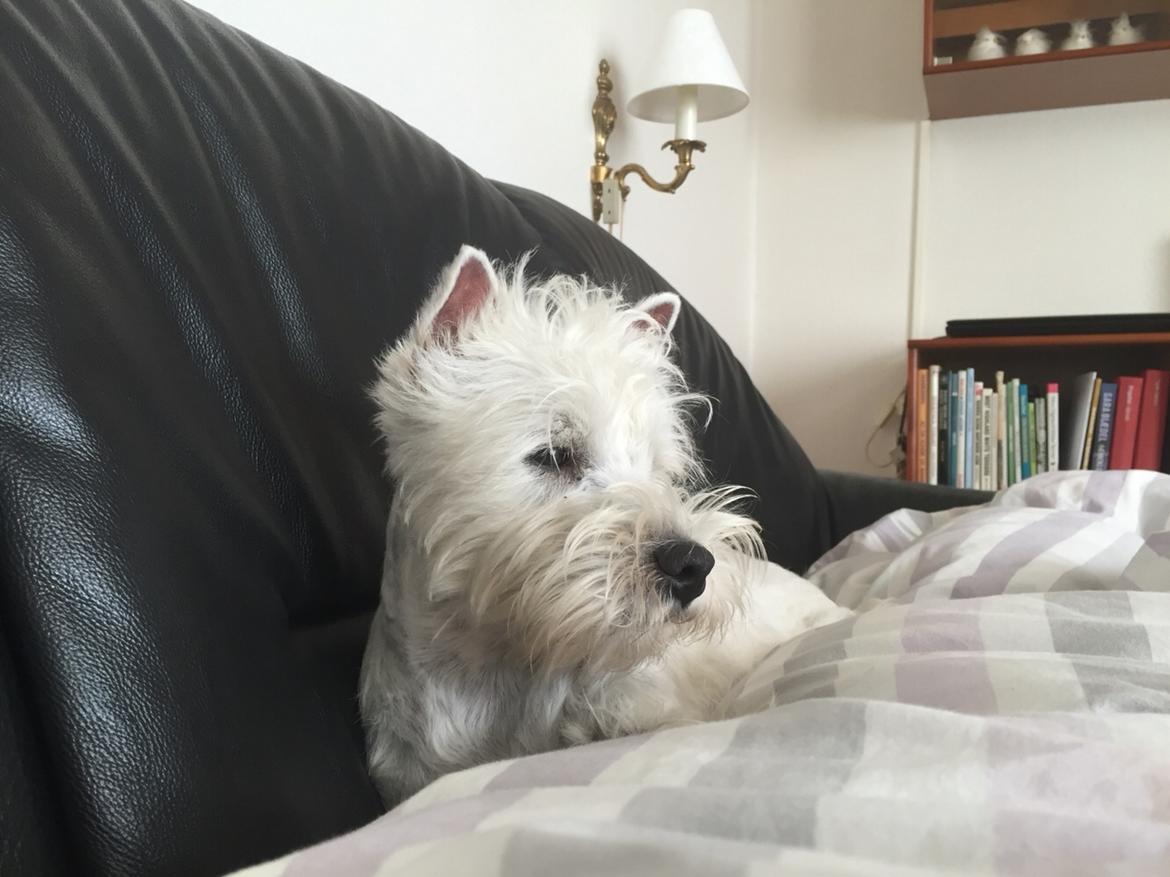 West highland white terrier la gry,s liv billede 14