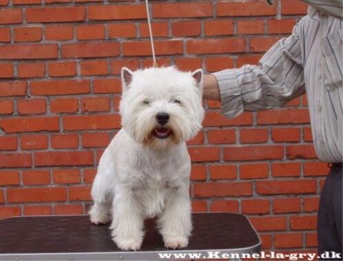 West highland white terrier omega ice billede 1