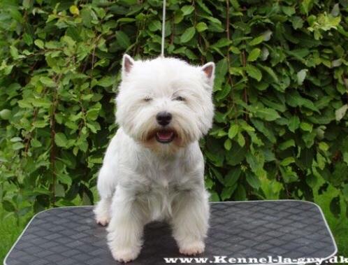 West highland white terrier omega ice billede 2