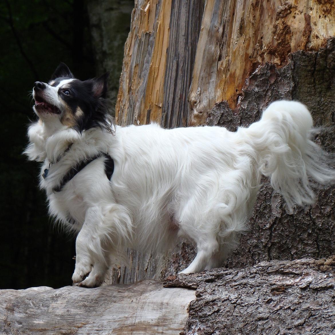 Blanding af racer Baluh billede 50