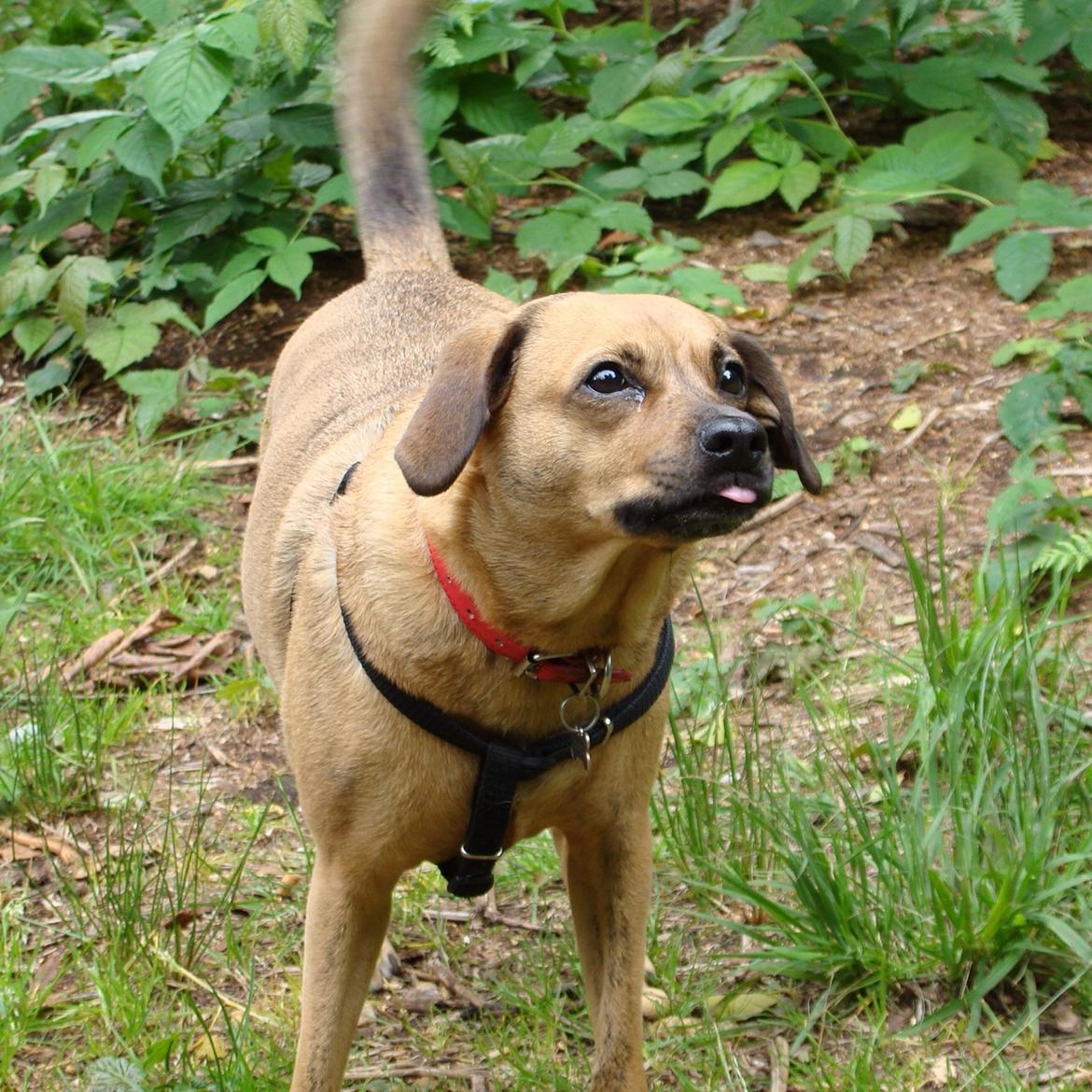 Blanding af racer Lola billede 47