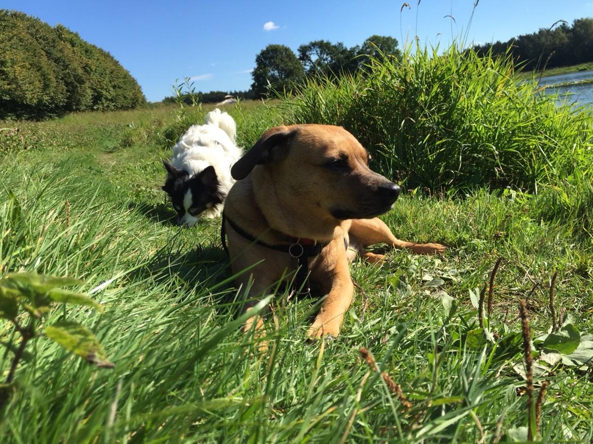 Blanding af racer Lola billede 46