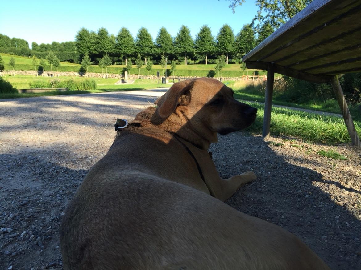 Blanding af racer Lola billede 48