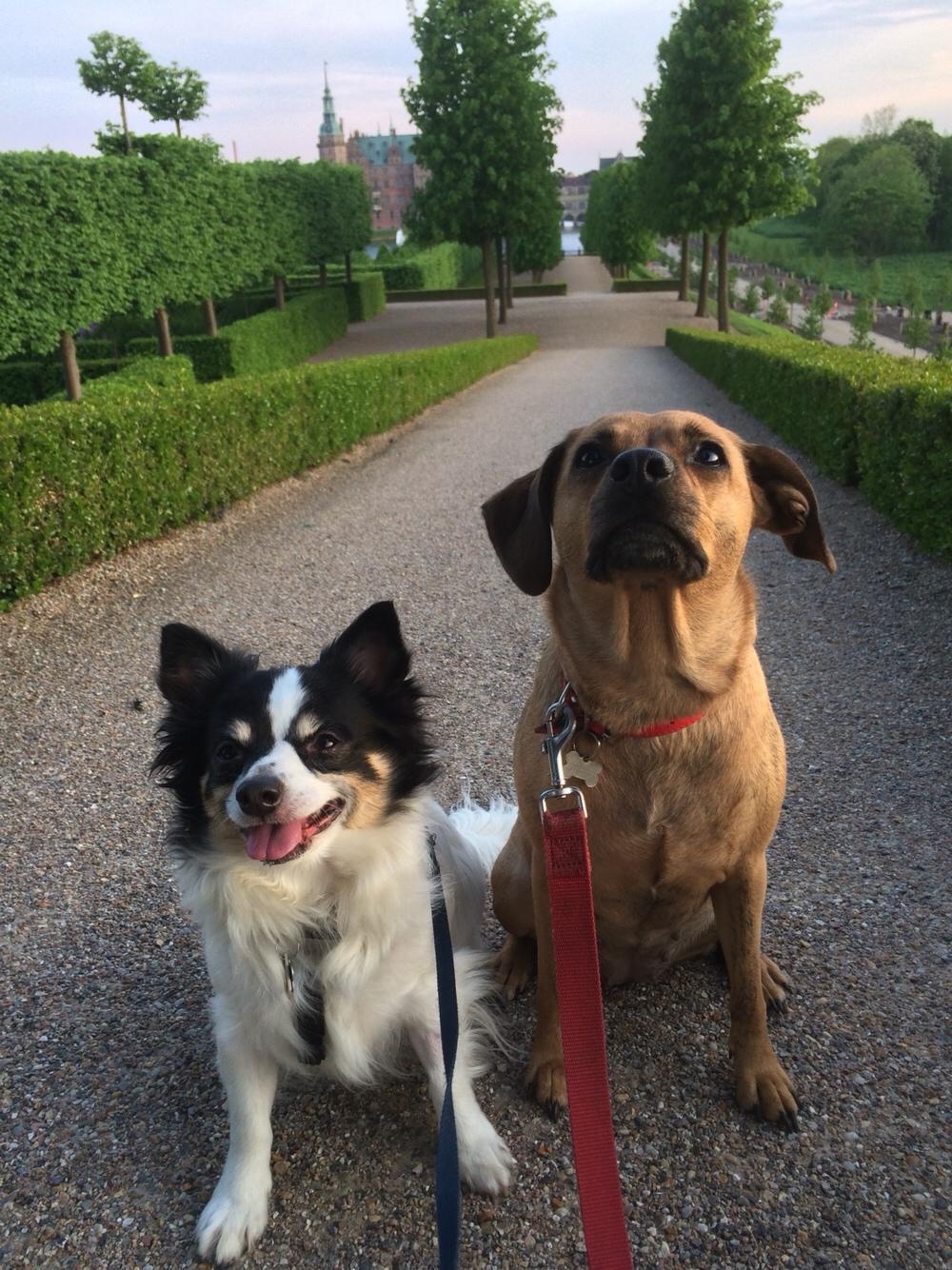 Blanding af racer Lola billede 49