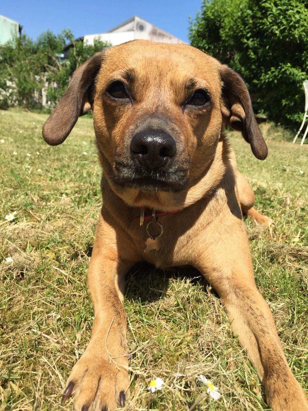 Blanding af racer Lola billede 50