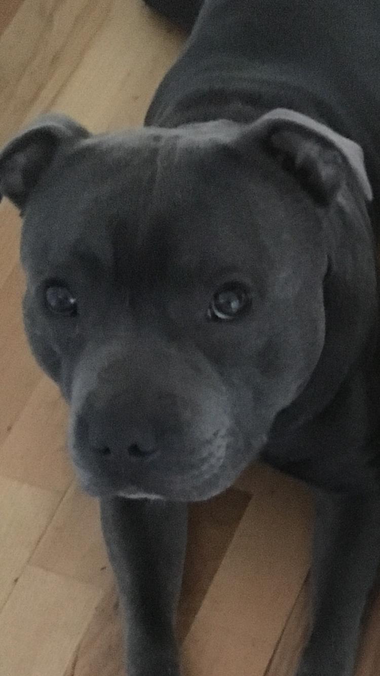 Staffordshire bull terrier Herman billede 48