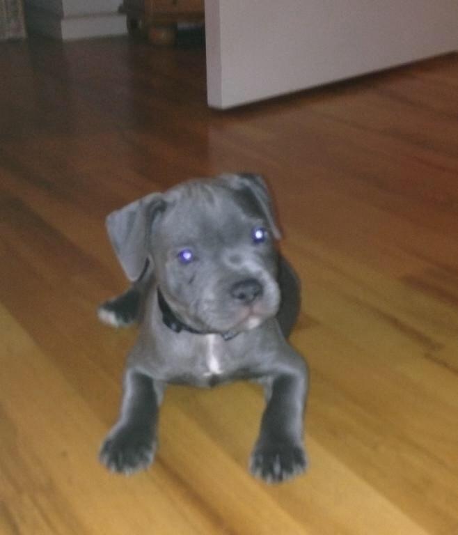 Staffordshire bull terrier Herman billede 1