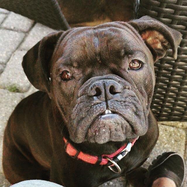Olde english bulldogge Østergaards Småkage billede 1