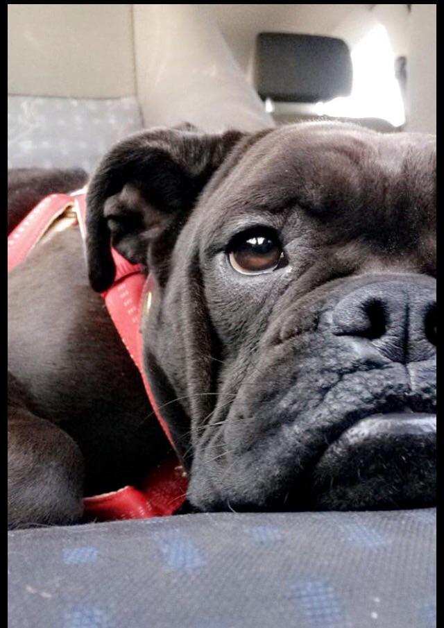 Olde english bulldogge Østergaards Småkage billede 2