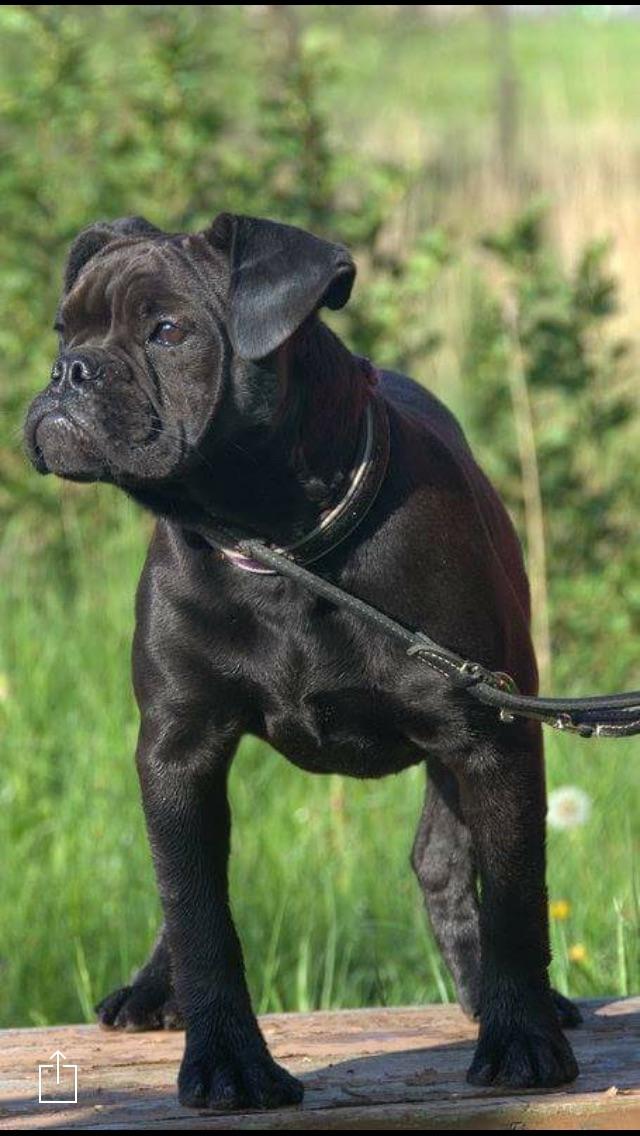 Olde english bulldogge Østergaards Småkage billede 3
