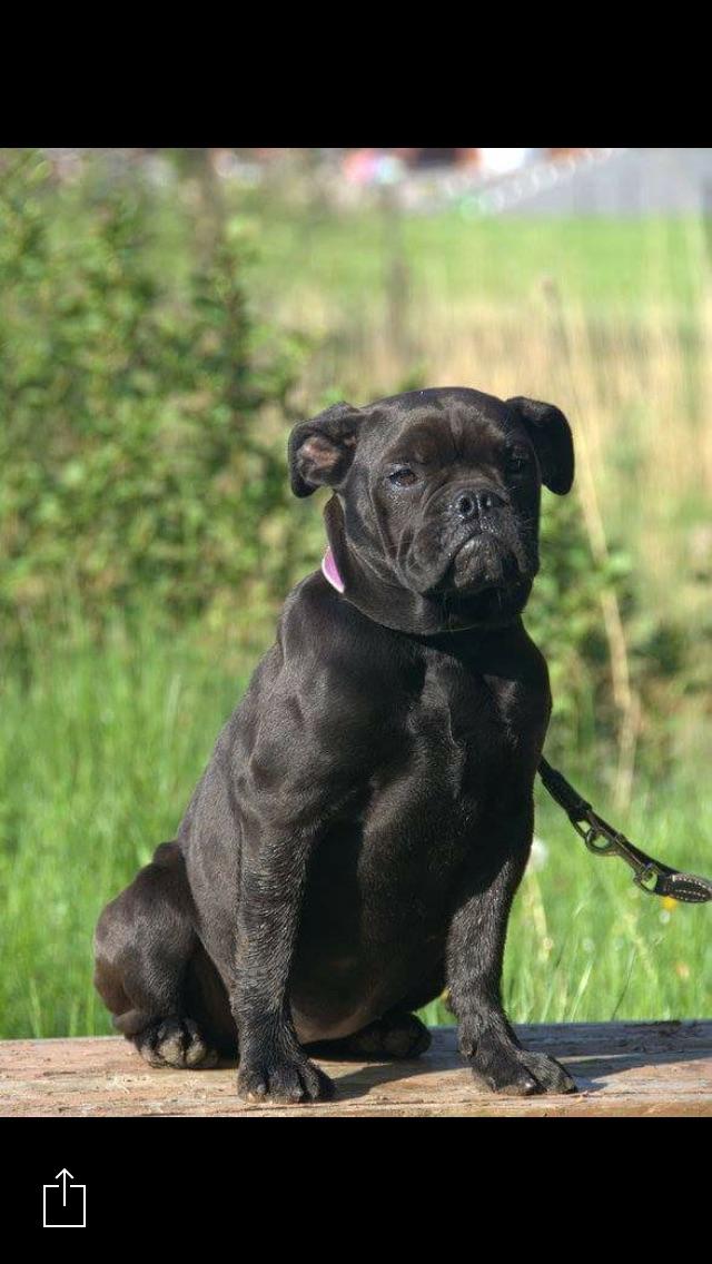 Olde english bulldogge Østergaards Småkage billede 5