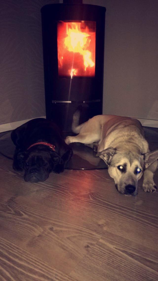 Olde english bulldogge Østergaards Småkage billede 6