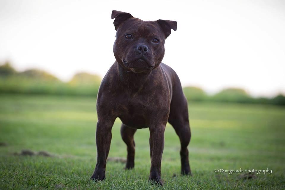 Staffordshire bull terrier Oijo billede 2